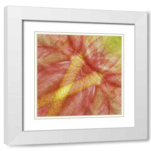 USA, Hawaii Anthurium flower montage White Modern Wood Framed Art Print with Double Matting by Bush, Marie