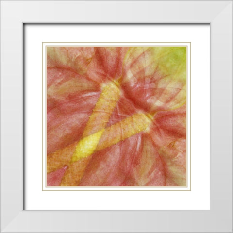 USA, Hawaii Anthurium flower montage White Modern Wood Framed Art Print with Double Matting by Bush, Marie