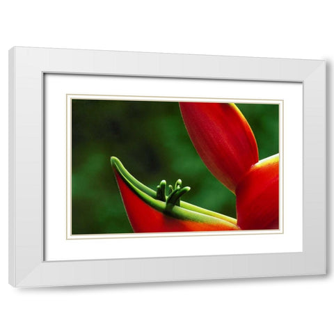 Hawaii, Hilo Heliconia flower close-up White Modern Wood Framed Art Print with Double Matting by Bush, Marie