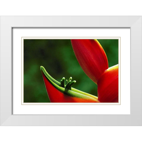 Hawaii, Hilo Heliconia flower close-up White Modern Wood Framed Art Print with Double Matting by Bush, Marie