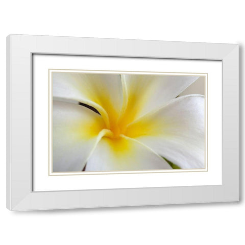 Hawaii-Kauai Detail of a plumeria flower White Modern Wood Framed Art Print with Double Matting by Jaynes Gallery