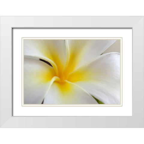 Hawaii-Kauai Detail of a plumeria flower White Modern Wood Framed Art Print with Double Matting by Jaynes Gallery