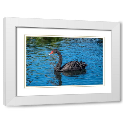 Black Swan White Modern Wood Framed Art Print with Double Matting by Engelbrecht, Jim