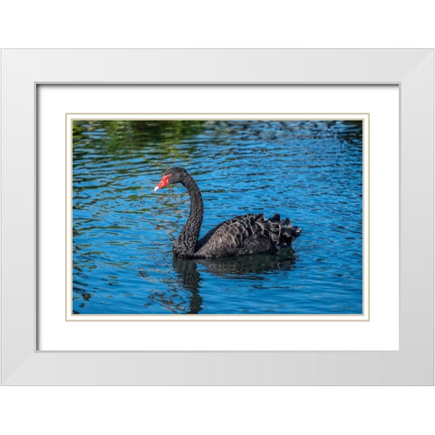 Black Swan White Modern Wood Framed Art Print with Double Matting by Engelbrecht, Jim