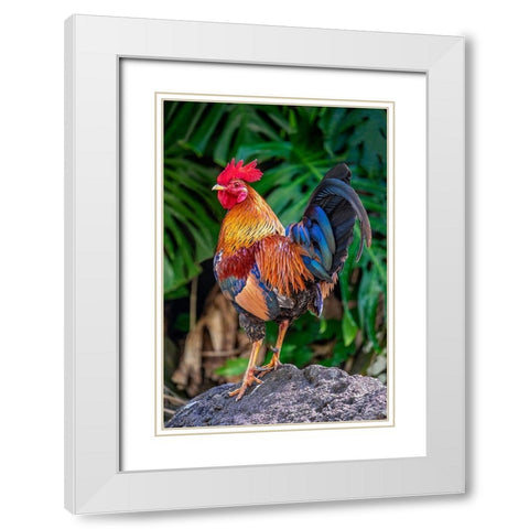 Feral rooster-Kauai-Hawaii-USA White Modern Wood Framed Art Print with Double Matting by Engelbrecht, Jim