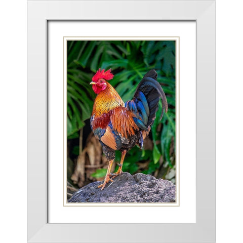 Feral rooster-Kauai-Hawaii-USA White Modern Wood Framed Art Print with Double Matting by Engelbrecht, Jim