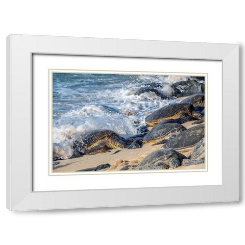 Green Sea Turtles-Maui-Hawaii-USA White Modern Wood Framed Art Print with Double Matting by Engelbrecht, Jim