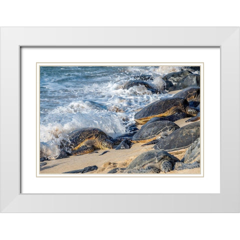 Green Sea Turtles-Maui-Hawaii-USA White Modern Wood Framed Art Print with Double Matting by Engelbrecht, Jim