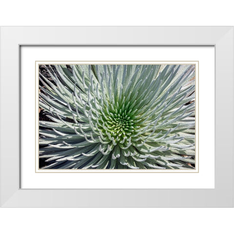 Haleakala silversword-Maui-Hawaii-USA White Modern Wood Framed Art Print with Double Matting by Engelbrecht, Jim