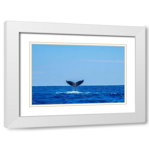 Humpback whale tail White Modern Wood Framed Art Print with Double Matting by Engelbrecht, Jim