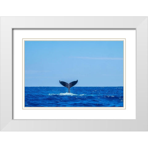 Humpback whale tail White Modern Wood Framed Art Print with Double Matting by Engelbrecht, Jim