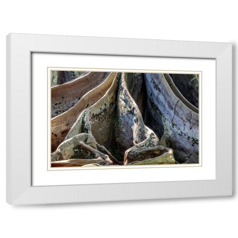 Moreton Bay Fig tree-Kauai-Hawaii-USA White Modern Wood Framed Art Print with Double Matting by Engelbrecht, Jim