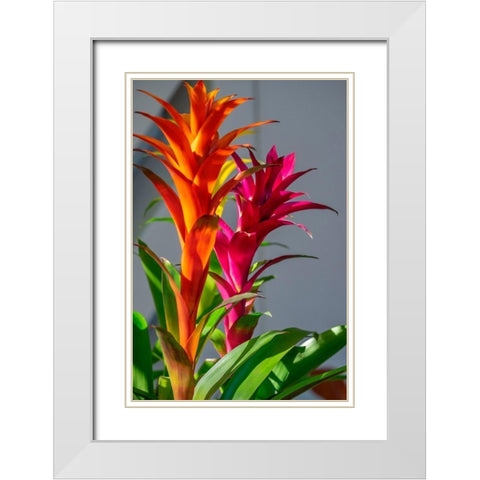Bromeliad White Modern Wood Framed Art Print with Double Matting by Engelbrecht, Lisa S.