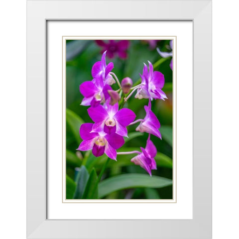 Dendrobium Orchid White Modern Wood Framed Art Print with Double Matting by Engelbrecht, Lisa S.