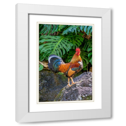 Feral rooster-Kauai-Hawaii-USA White Modern Wood Framed Art Print with Double Matting by Engelbrecht, Lisa S.
