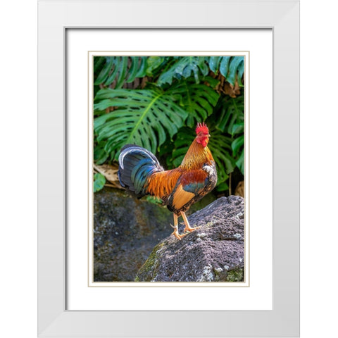 Feral rooster-Kauai-Hawaii-USA White Modern Wood Framed Art Print with Double Matting by Engelbrecht, Lisa S.