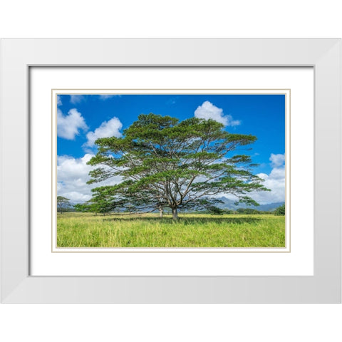 Monkeypod tree-Kauai-Hawaii-USA White Modern Wood Framed Art Print with Double Matting by Engelbrecht, Lisa S.