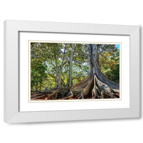 Moreton Bay Fig tree-Kauai-Hawaii-USA White Modern Wood Framed Art Print with Double Matting by Engelbrecht, Lisa S.