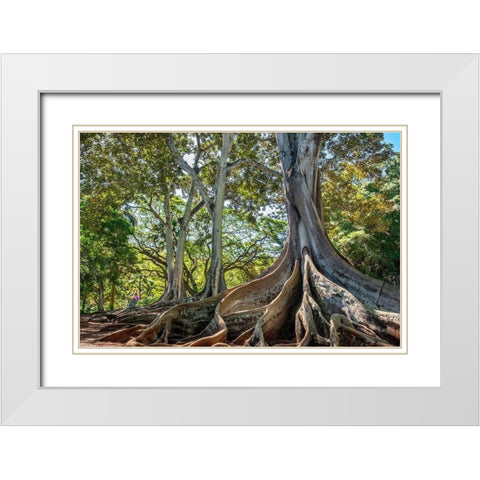 Moreton Bay Fig tree-Kauai-Hawaii-USA White Modern Wood Framed Art Print with Double Matting by Engelbrecht, Lisa S.