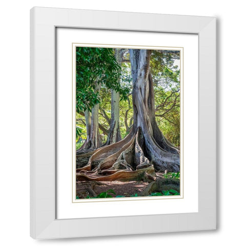 Moreton Bay Fig tree-Kauai-Hawaii-USA White Modern Wood Framed Art Print with Double Matting by Engelbrecht, Lisa S.