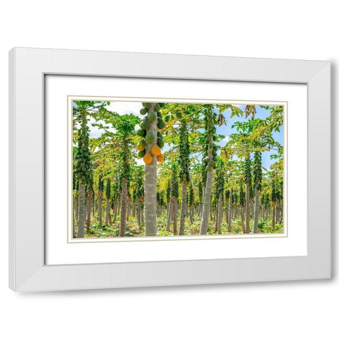 Papaya plantation-Kauai-Hawaii-USA White Modern Wood Framed Art Print with Double Matting by Engelbrecht, Lisa S.