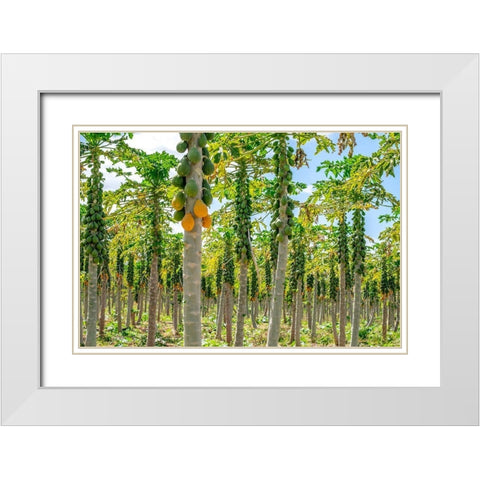Papaya plantation-Kauai-Hawaii-USA White Modern Wood Framed Art Print with Double Matting by Engelbrecht, Lisa S.