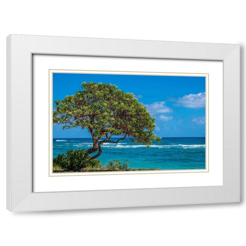 Tree overlooking Poipu Bay-Kauai-Hawaii-USA White Modern Wood Framed Art Print with Double Matting by Engelbrecht, Lisa S.