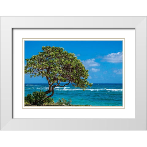 Tree overlooking Poipu Bay-Kauai-Hawaii-USA White Modern Wood Framed Art Print with Double Matting by Engelbrecht, Lisa S.