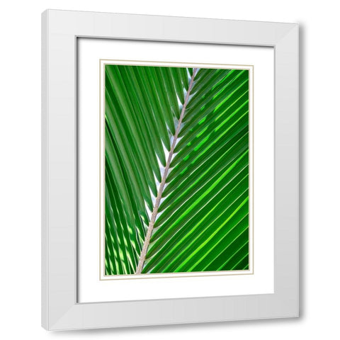 Palm frond White Modern Wood Framed Art Print with Double Matting by Engelbrecht, Lisa S.