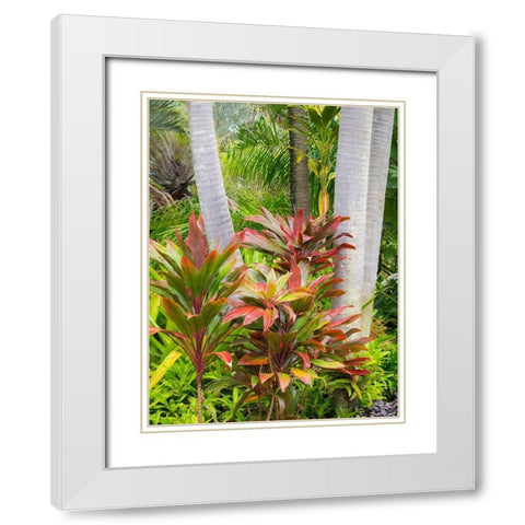 Hawaii-Maui-garden on the Road to Hana with palms and tea plants White Modern Wood Framed Art Print with Double Matting by Gulin, Sylvia