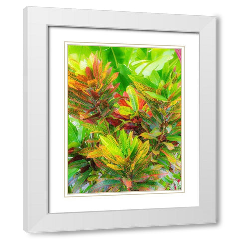 Hawaii-Maui-Kihei-Croton tropical and colorful leaf plant White Modern Wood Framed Art Print with Double Matting by Gulin, Sylvia