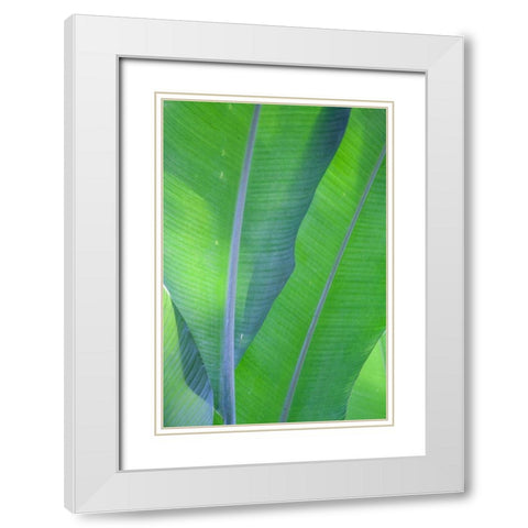Hawaii-Kauai-Banana leaves White Modern Wood Framed Art Print with Double Matting by Gulin, Sylvia