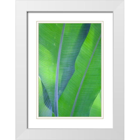 Hawaii-Kauai-Banana leaves White Modern Wood Framed Art Print with Double Matting by Gulin, Sylvia