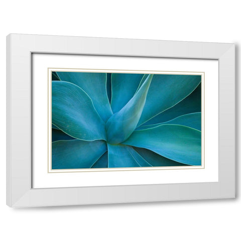 Hawaii-Maui-Kula-agave plant design White Modern Wood Framed Art Print with Double Matting by Gulin, Sylvia