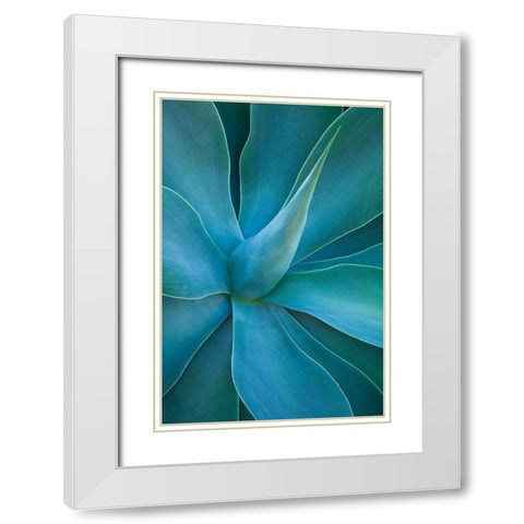 Hawaii-Maui-Kula-agave plant design White Modern Wood Framed Art Print with Double Matting by Gulin, Sylvia