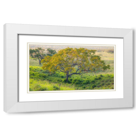 Hawaii-Maui-Kula upcountry lone tree White Modern Wood Framed Art Print with Double Matting by Gulin, Sylvia