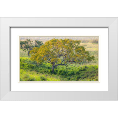 Hawaii-Maui-Kula upcountry lone tree White Modern Wood Framed Art Print with Double Matting by Gulin, Sylvia