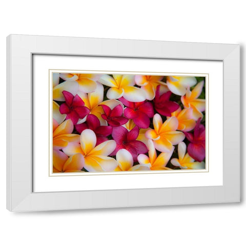 Hawaii-Maui-Kapalua colorful plumeria fallen blooms White Modern Wood Framed Art Print with Double Matting by Gulin, Sylvia