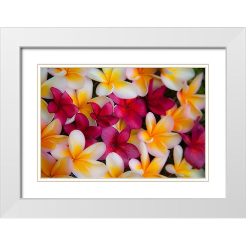 Hawaii-Maui-Kapalua colorful plumeria fallen blooms White Modern Wood Framed Art Print with Double Matting by Gulin, Sylvia