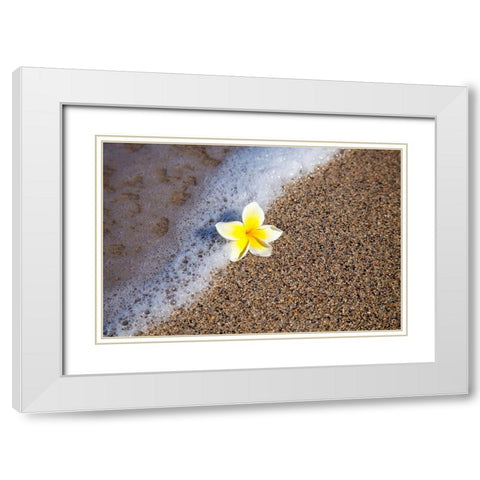 Hawaii-Maui-Kihei beach with fallen Plumeria bloom surfline White Modern Wood Framed Art Print with Double Matting by Gulin, Sylvia
