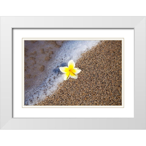 Hawaii-Maui-Kihei beach with fallen Plumeria bloom surfline White Modern Wood Framed Art Print with Double Matting by Gulin, Sylvia