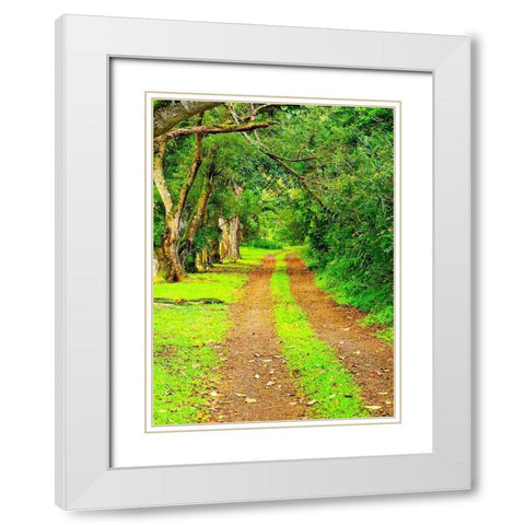 Hawaii-Kauai-gravel tree lined road White Modern Wood Framed Art Print with Double Matting by Gulin, Sylvia