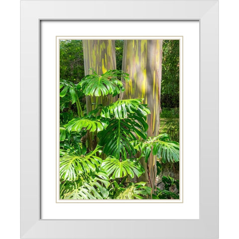 Hawaii-Maui-Up Country-Kula-Kula Botanical Gardens with Rainbow eucalyptus trees White Modern Wood Framed Art Print with Double Matting by Gulin, Sylvia