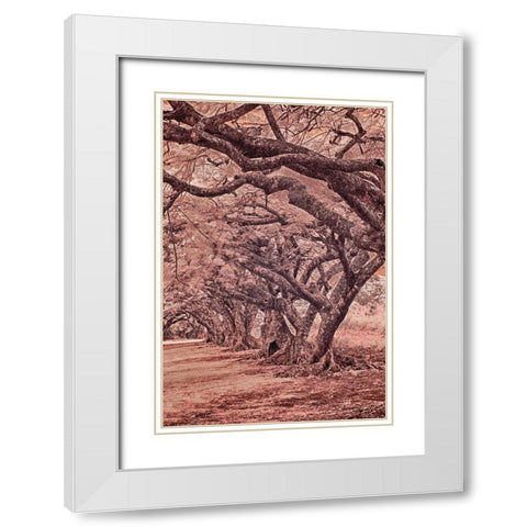USA-Hawaii-Kauai-Infrared Island of rows of trees on Kauai White Modern Wood Framed Art Print with Double Matting by Eggers, Terry