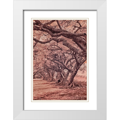 USA-Hawaii-Kauai-Infrared Island of rows of trees on Kauai White Modern Wood Framed Art Print with Double Matting by Eggers, Terry