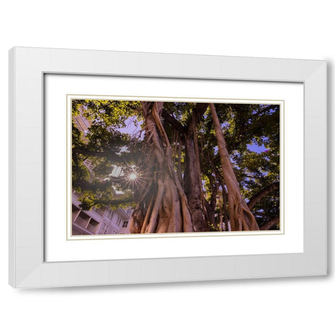 Majestic old Banyan tree with sunstar-Waikiki-Oahu-Hawaii White Modern Wood Framed Art Print with Double Matting by Norring, Tom