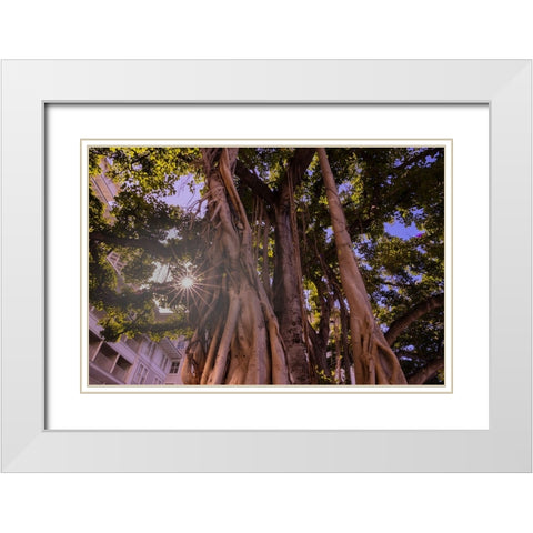Majestic old Banyan tree with sunstar-Waikiki-Oahu-Hawaii White Modern Wood Framed Art Print with Double Matting by Norring, Tom