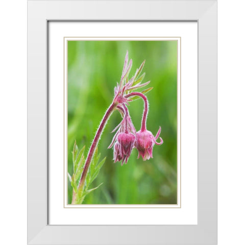 Idaho, Sawtooth Mountains Detail of wildflowers White Modern Wood Framed Art Print with Double Matting by Flaherty, Dennis