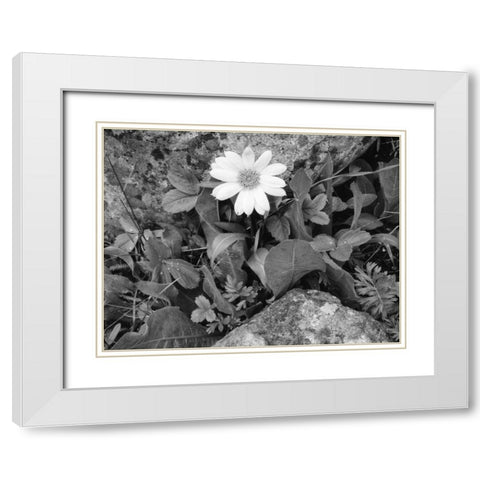 Idaho, Sawtooth NRA White wyethia bloom White Modern Wood Framed Art Print with Double Matting by Flaherty, Dennis