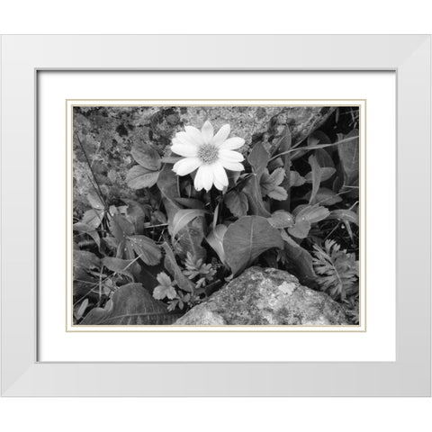 Idaho, Sawtooth NRA White wyethia bloom White Modern Wood Framed Art Print with Double Matting by Flaherty, Dennis